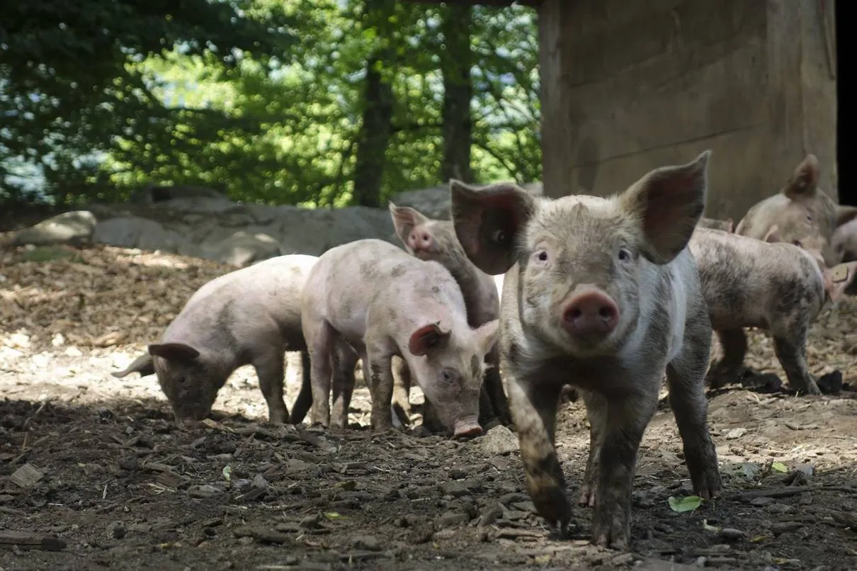 Image: Image: Felix_Broennimann, Pig domestic suckle, Pixabay, CC0 Creative Commons