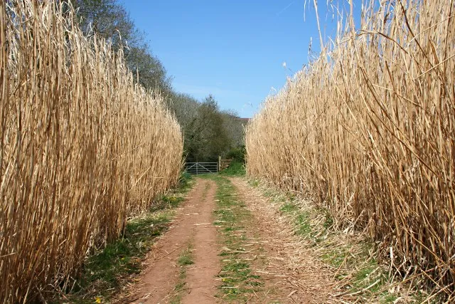 Image: Tony Atkin, Path Through Miscanthus, Geograph, Creative Commons Attribution-ShareAlike 2.0 Generic 