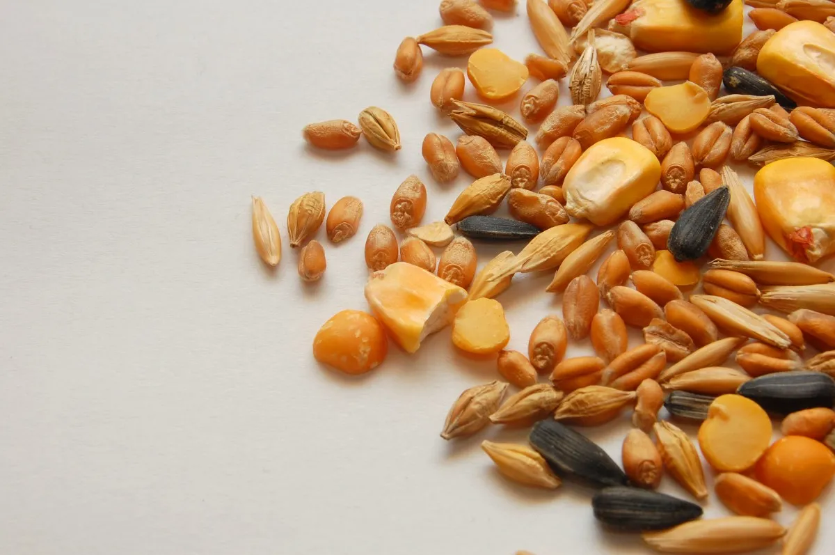 Image: cilfa, Pet feed, seeds, corn, Pxhere, CC0 Public Domain