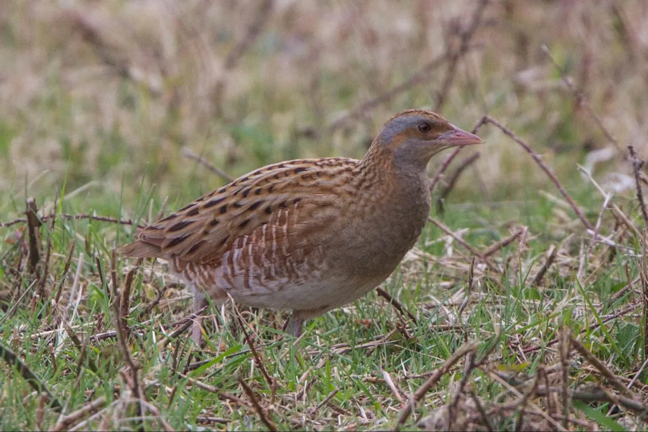 Image: Ron Knight, Corn Crake (Crex crex), Flickr, Creative Commons Attribution 2.0 Generic