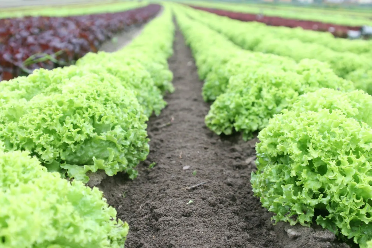 Image: Michael, Green Plants Field, Pexels, Pexels license