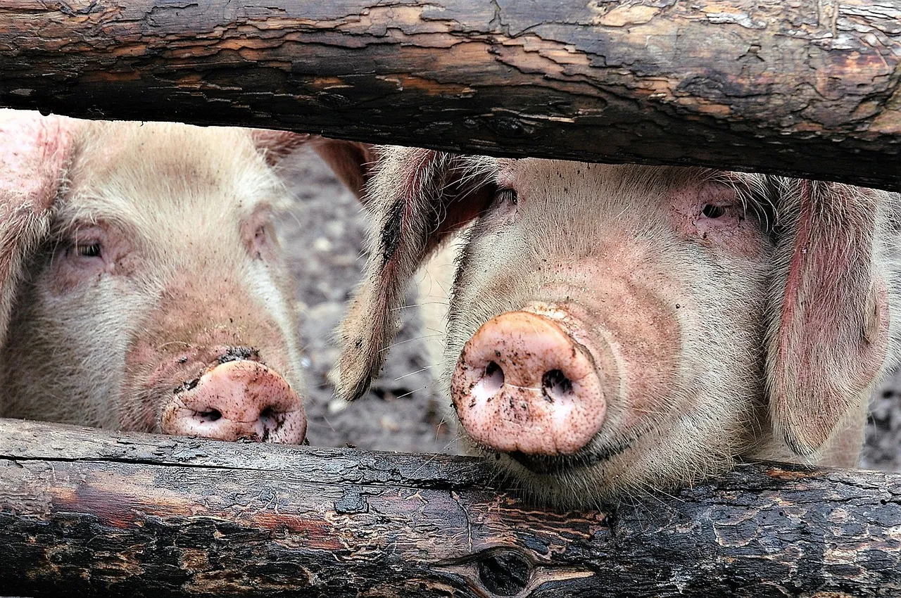 Image: Chun-San, Tibet China Pigs, Pixabay, Pixabay License 