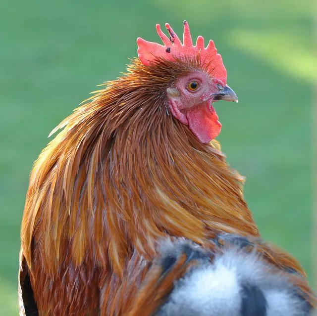 Image: Neil McIntosh, Cockerel, Flickr, Creative Commons Attribution 2.0 Generic