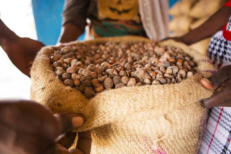 Image: USAID in Africa, USAID in Ghana: Shea Butter Processing, Flickr, United States government work 