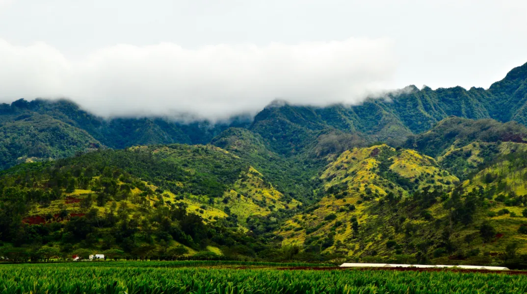 Photo: Jason Jacobs, “Fields of green”, Flickr, Creative commons licence 2.0