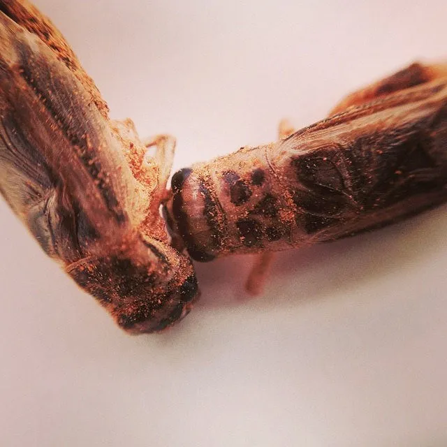 Photo: Kelly Mercer, Edible crickets, Flickr, Creative Commons License 2.0 generic.