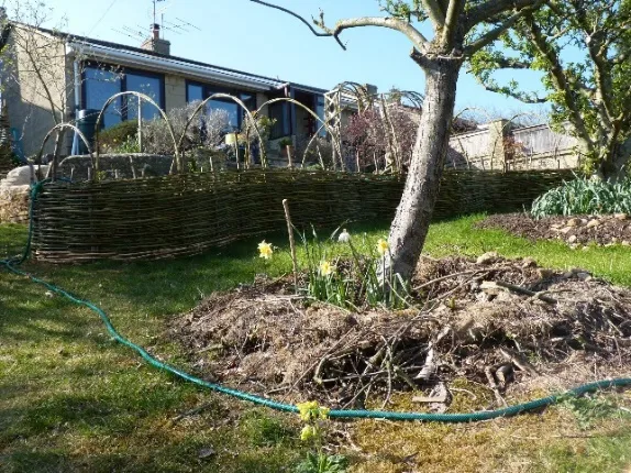 Photo: Tony Hirtenstein, Cowslips, Worcester Pearmain tree and garden, Flickr, Creative commons licence, 2.0
