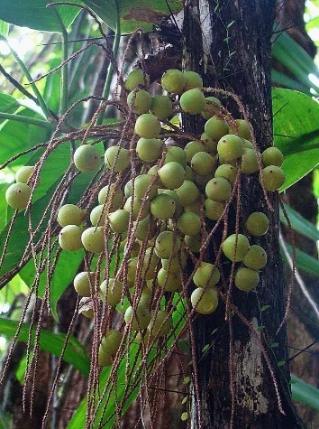 Photo: Dick Culbert, Acrocomia aculeata, immature Grugu Nuts, Flickr, Creative commons licence 2.0