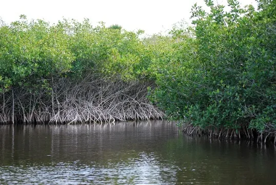 (Photo: Mangroves by Pat (Cletch) Williams, Flickr, creative commons licence 2.0)