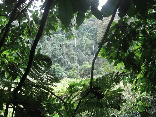 (Photo: Rainforest by Andrés Moreno, Flickr, creative commons licence 2.0)