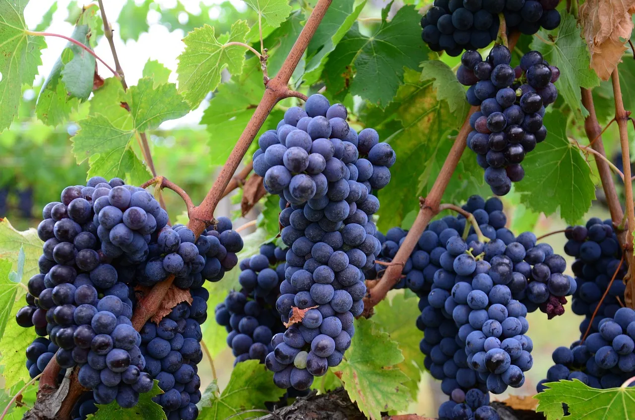 Image: marissat1330, Italy vineyard grapes, Pixabay, Pixabay licence