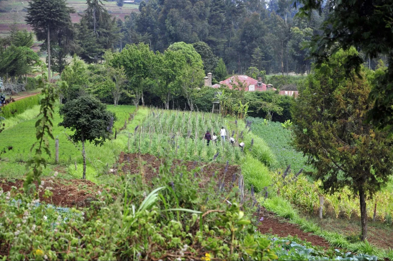 Image: Neil Palmer (CIAT), 2DU Kenya 92, Flickr, Creative Commons Attribution-ShareAlike 2.0 Generic 