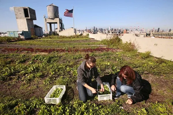 Image: Joe Wolf, A 40,000 s.f. Rooftop Farm in NYC (Photo By Carolyn Cole, Los Angeles Times), Flickr, Creative Commons Attribution-NoDerivs 2.0 Generic 