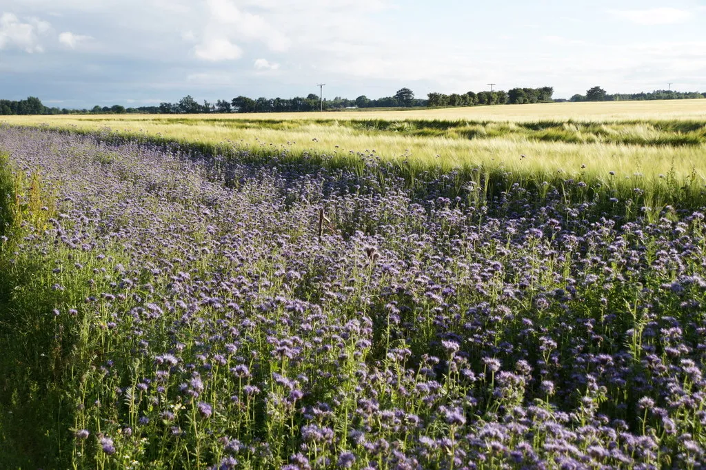 Image: Mike Pennington, Forage crop for bees, Moss Side Farm, Rufford, Geograph, Creative commons Attribution-ShareAlike 2.0 Generic