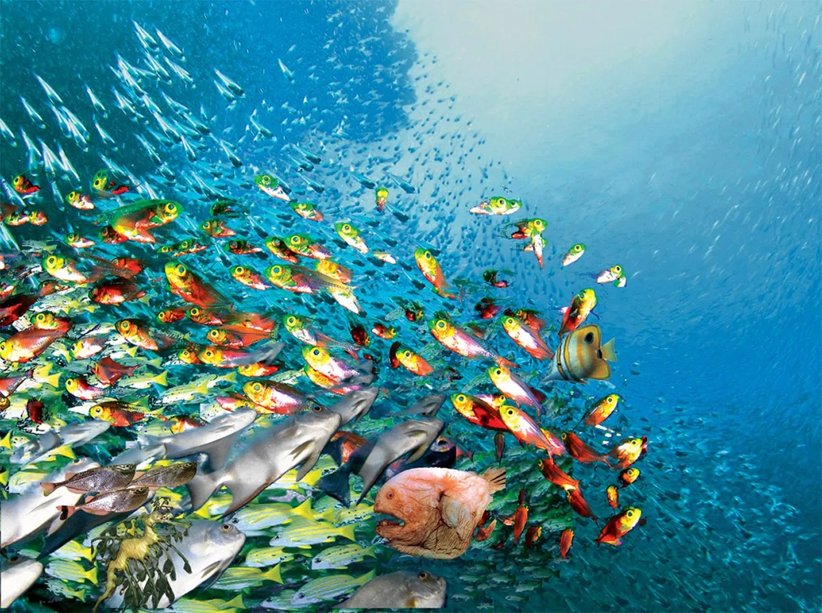 Image: Phil Manker, Swirling fish schools, Wikimedia Commons, Creative Commons Attribution 2.0 Generic