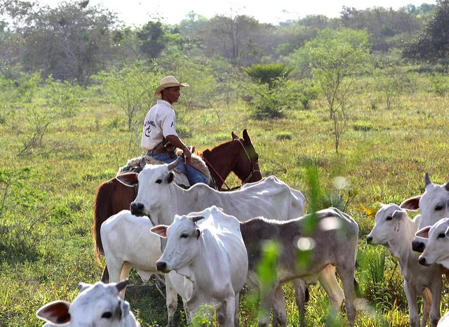 Image: dany13, DSC00234/Brasil/Pantanal/ Cowboys Herding Zebu Cattle on Miranda, Flickr, Creative Commons Attribution 2.0 Generic
