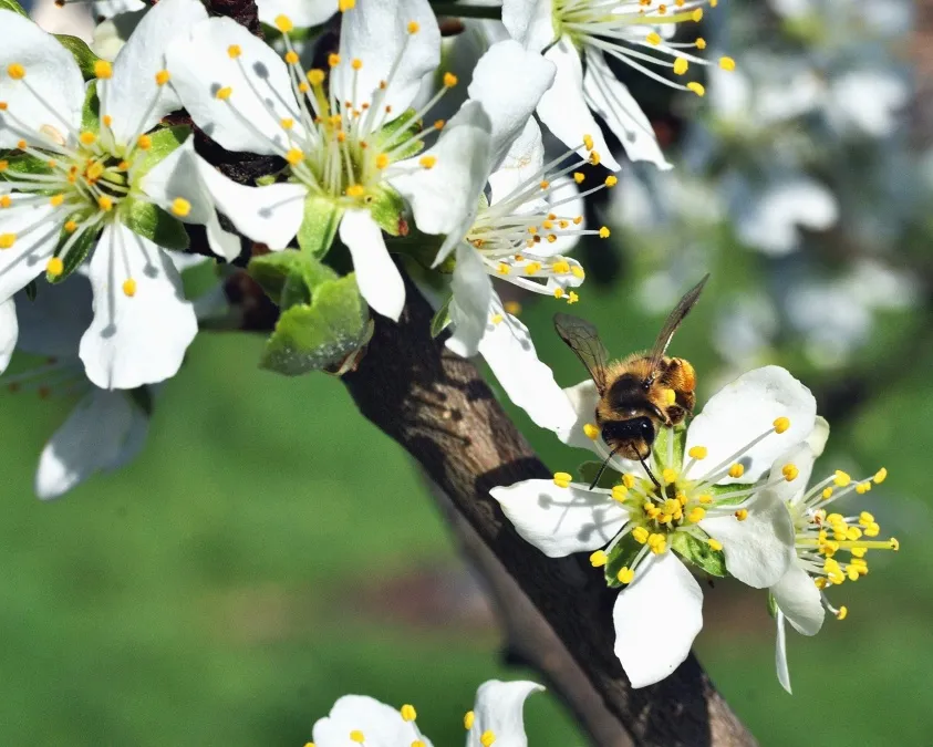 Image: Pixnio, Bee tree flower, Public domain