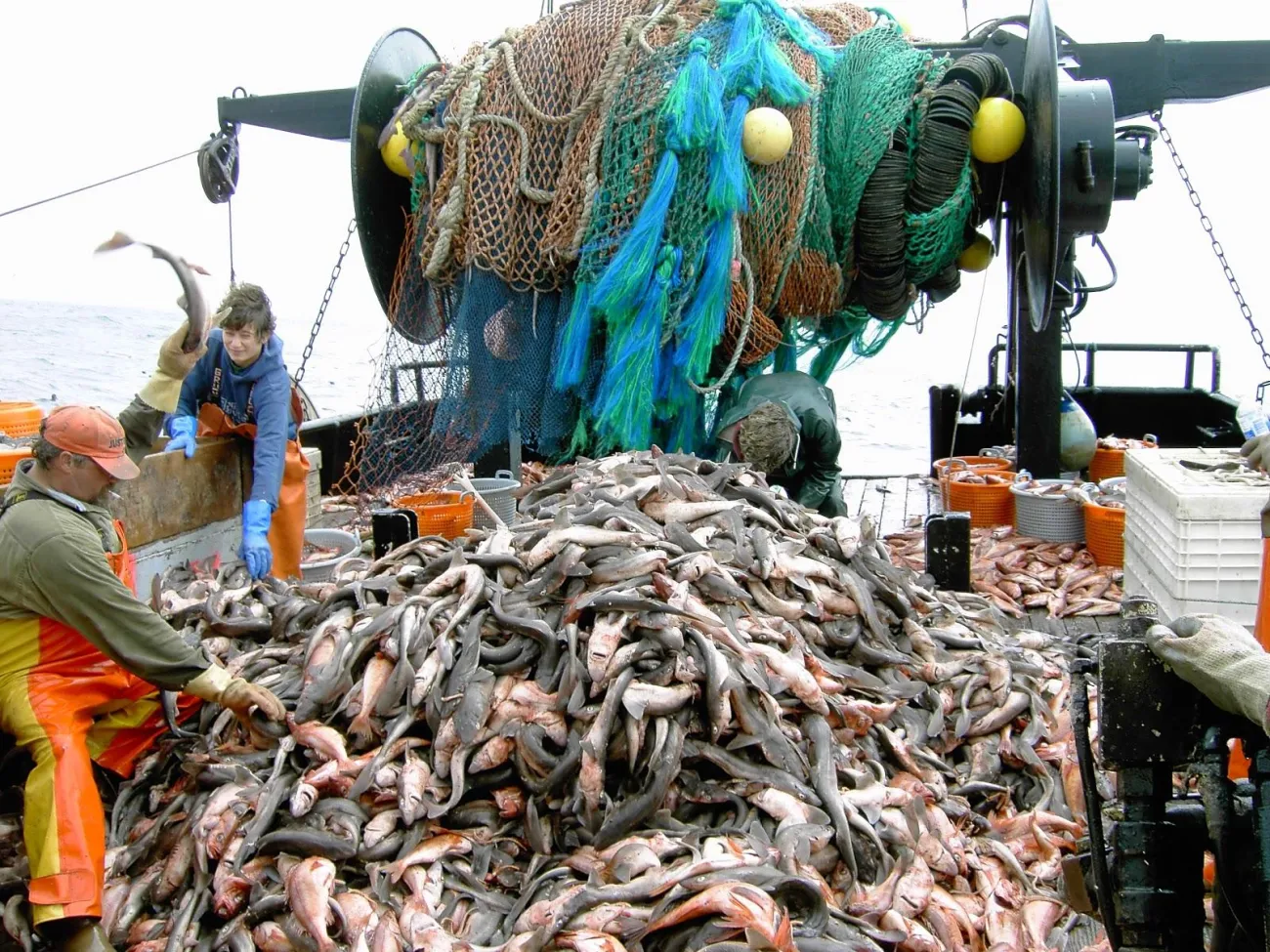 Image: John Wallace, A mountain of dogfish (Squalus acanthias) caught during a trawl survey. California, Southern California Bight, Wikimedia Commons, public domain.