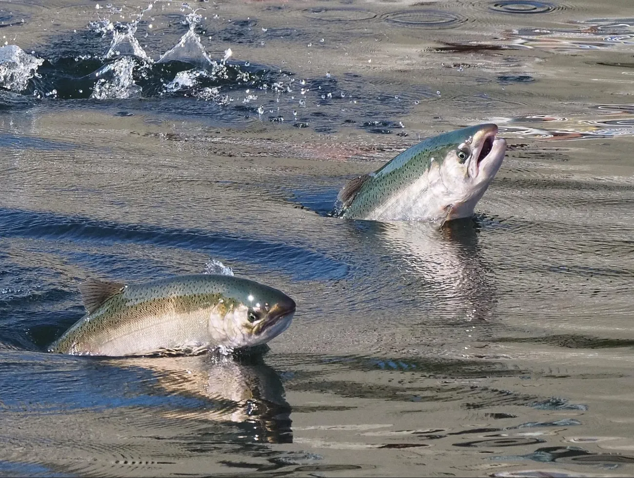 Image: Ingrid Taylar, Salmon Leaping at the Locks, Flickr, Creative Commons Attribution 2.0 Generic