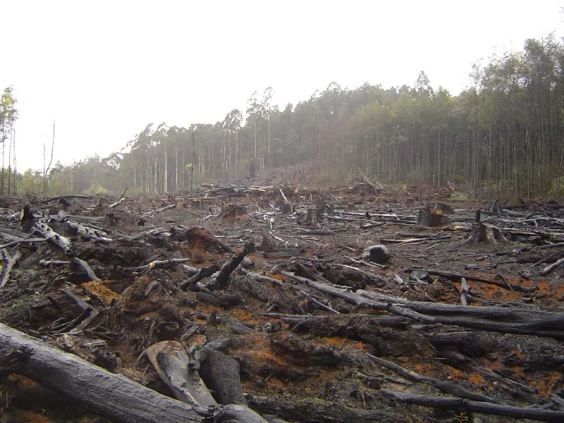 Crustmania, Deforestation, Flickr, Creative Commons – Attribution 2.0 Generic