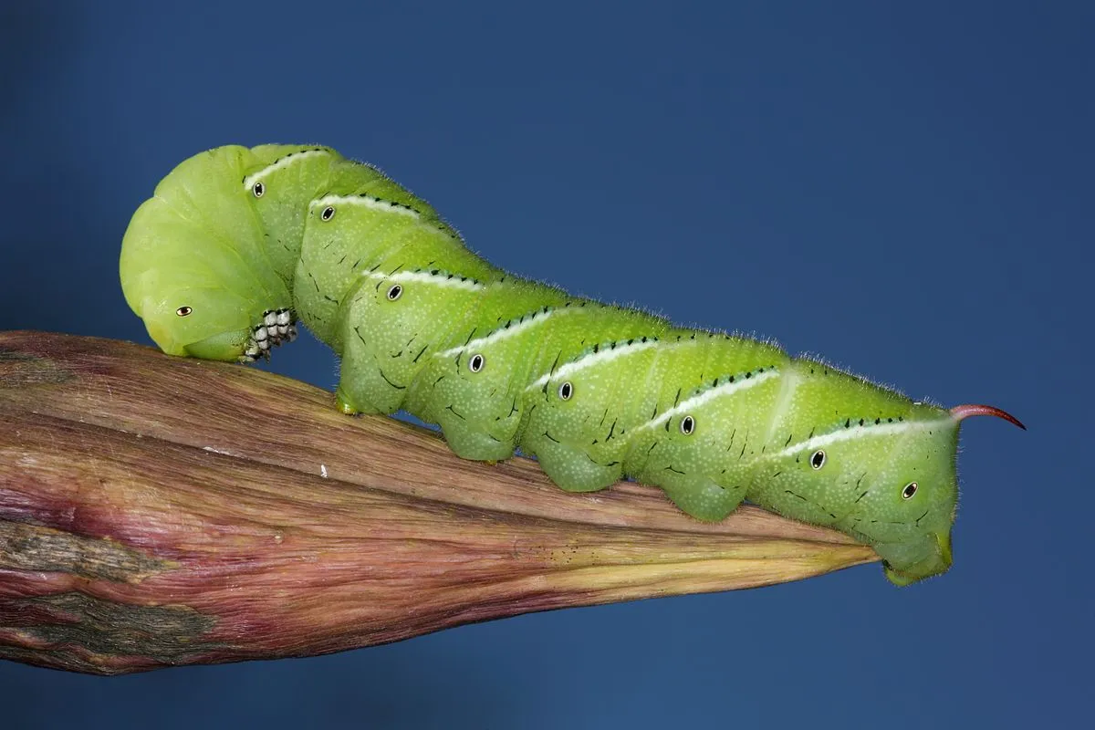 Image: Daniel Schwen, Tobacco Hornworm, found in Urbana, Illinois, USA, Wikimedia Commons, Creative Commons Attribution-Share Alike 4.0 International