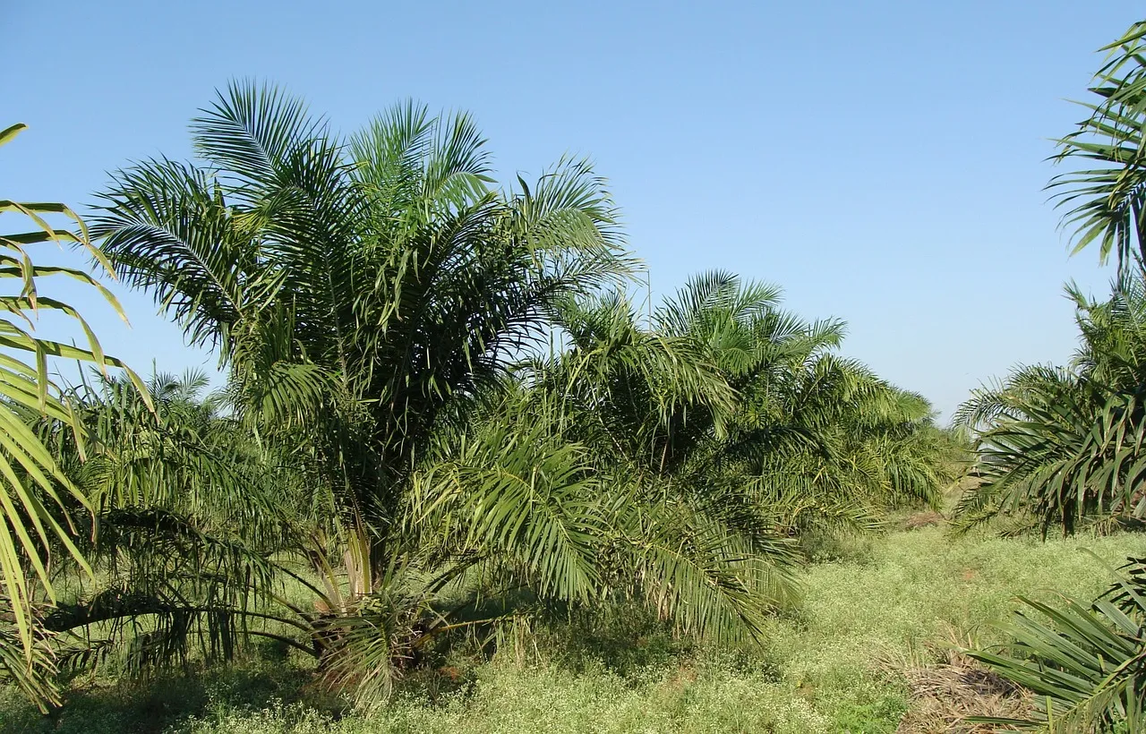 Image: sarangib, Oil Palm Tree, Pixabay, Pixabay Licence