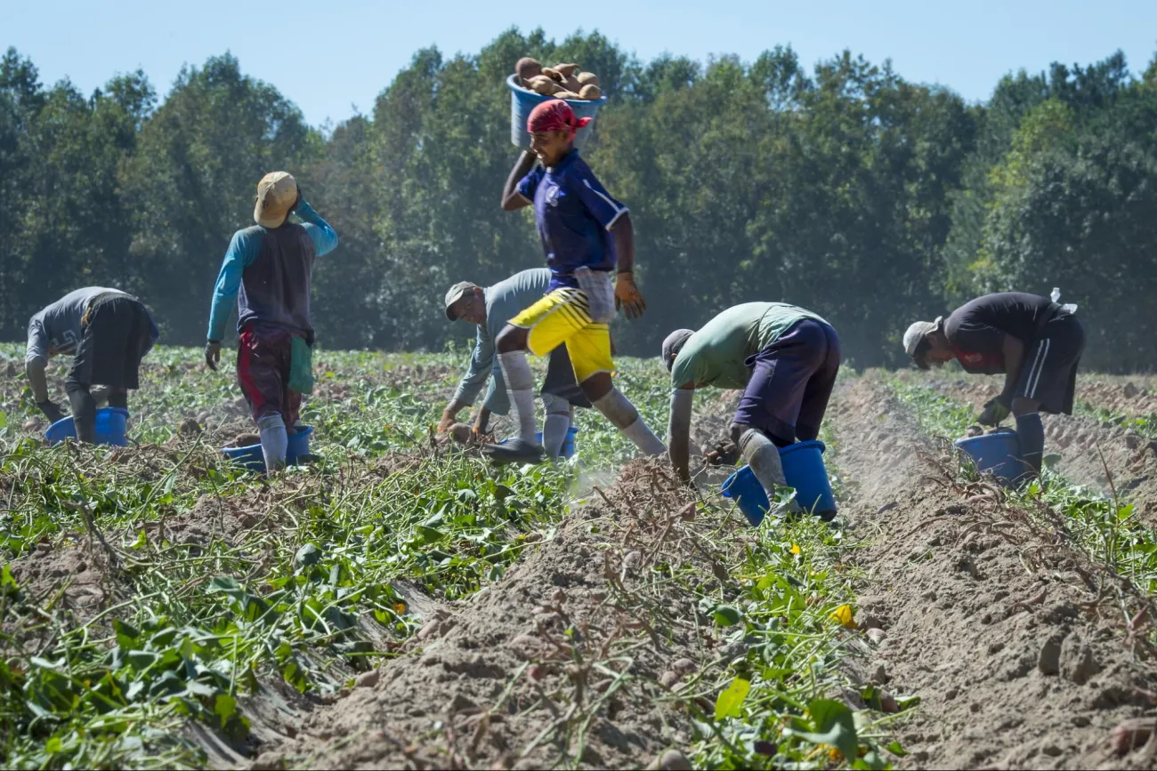 Image: USDA, Workers harvest the sweet potato crop, Flickr, Public domain
