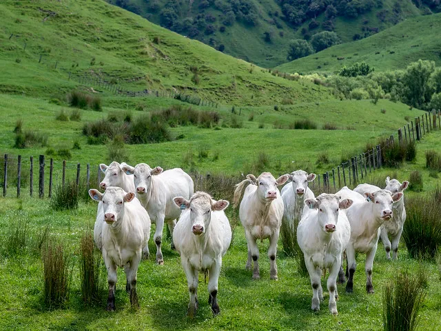 Image: David Blaikie, New Zealand Cattle, Flickr, Creative Commons Attribution 2.0 Generic