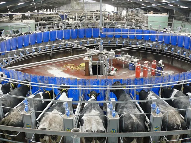 Image: Andy Farrington, Rotary Parlour at Broadwigg Farm, Geograph, Creative Commons Attribution-ShareAlike 2.0 Generic 