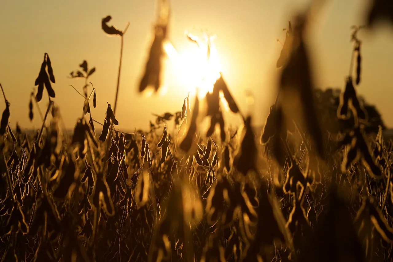 Image: mbrady321, Soy farm soybean, Pixabay, Pixabay licence
