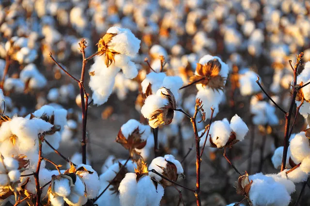 Image: Kimberly Vardeman, Cotton Harvest, Flickr, Creative Commons Attribution 2.0 Generic