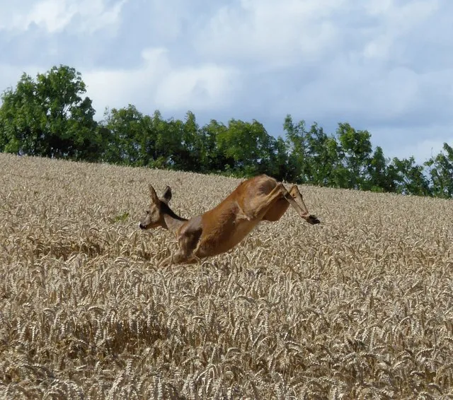 Image: Jackie Proven, Leaping deer in wheat field near Hawklaw, Geograph, Creative Commons Attribution-ShareAlike 2.0 Generic