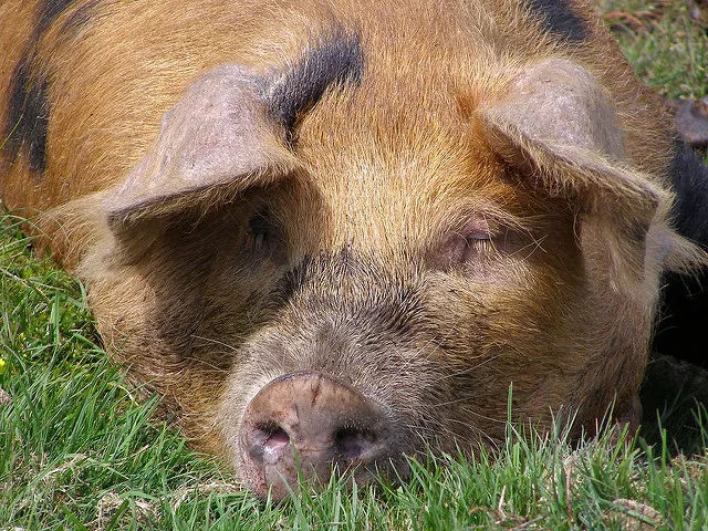 Image: Jim Champion, Pig, Flickr, Creative Commons Attribution-ShareAlike 2.0 Generic