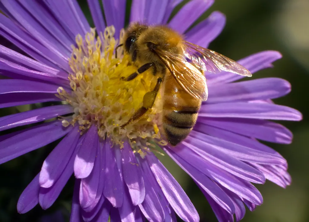 Image: Cory Barnes, Honeybee on Flower, Flickr, Creative Commons Attribution-ShareAlike 2.0 Generic