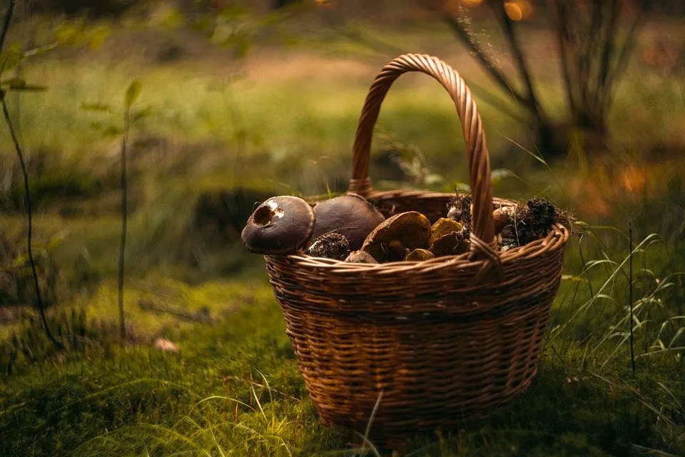 Image: fjord77, Fungus basket mushrooms, Pixabay, Pixabay licence