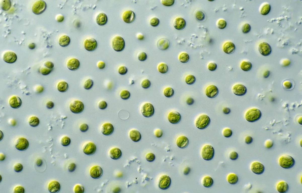 Image: CSIRO, Microalgae – Nannochloropsis sp., WIkimedia Commons, Creative Commons Attribution 3.0 Unported