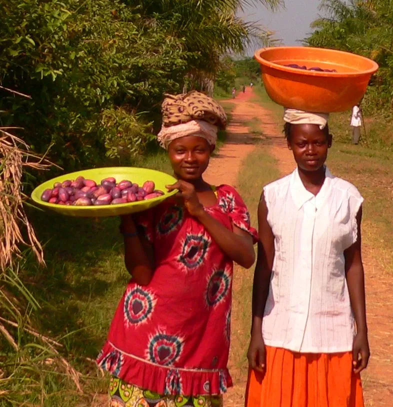 Image: Francish7, Tasty seasonal African Plums - known locally as Safu - in Basankusu, Wikimedia Commons, Creative Commons Attribution 3.0 Unported