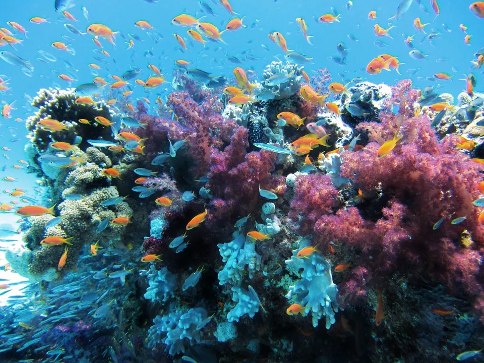 Image: lpittman, Underwater sea fish, Pixabay, Pixabay licence
