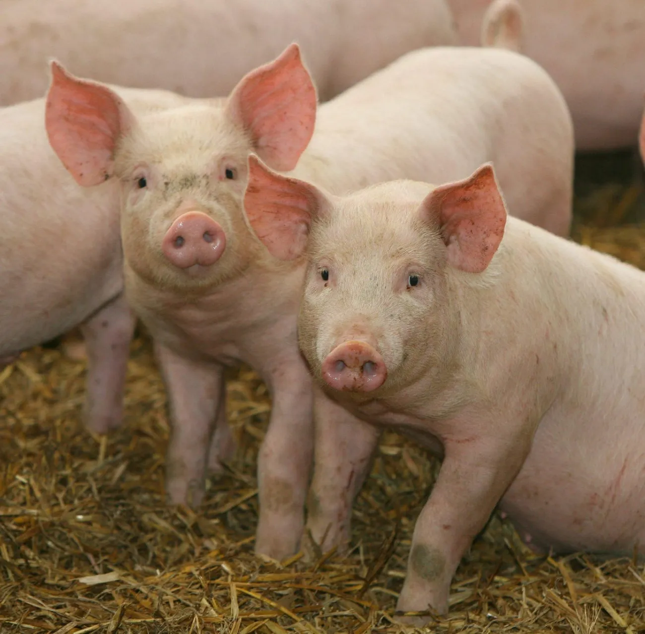 Image: K-State Research and Extension, Pigs, Flickr, Creative Commons Attribution 2.0 Generic
