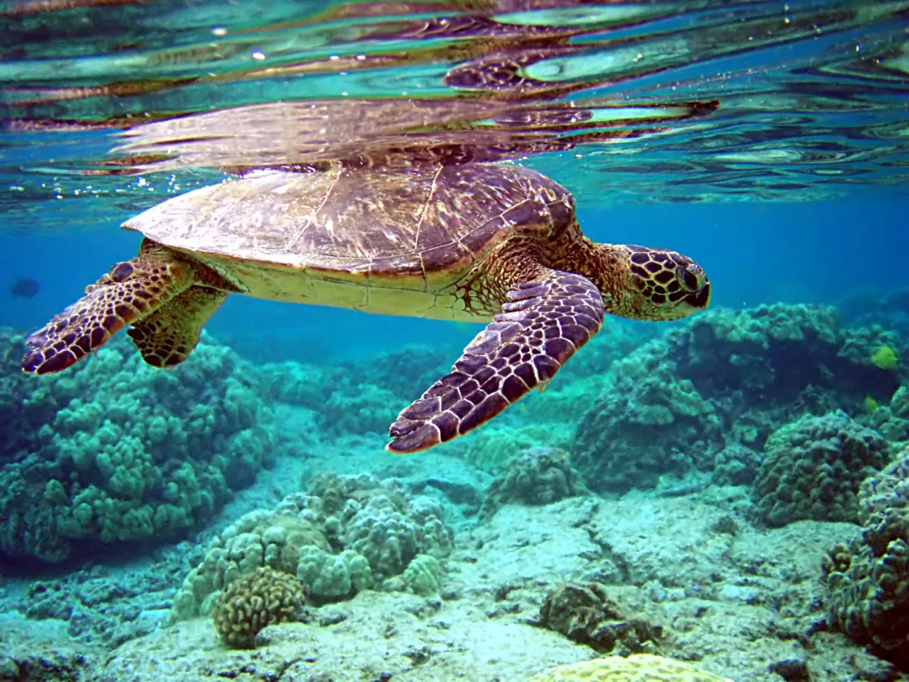 Image: Brocken Inaglory, Total internal reflection of Chelonia mydas, Wikimedia Commons, Creative Commons Attribution-Share Alike 4.0 International