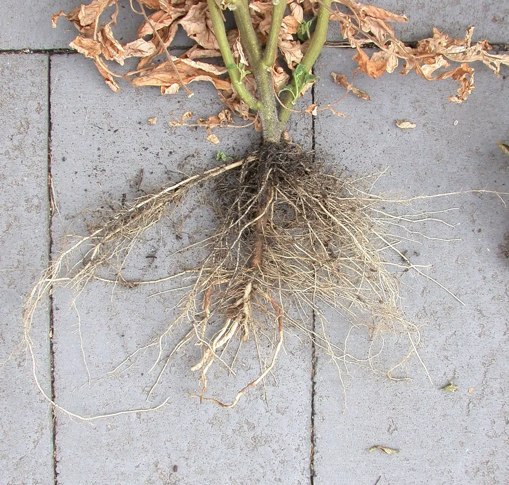 Photo: Gralbeard, TomatoesRootSystem1-SouthGardenBed, Flickr, Creative Commons License 2.0 generic.