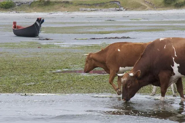 Photo credit: Sam Beebe, Cows n Canoe, Flickr, Creative Commons licence 2.0