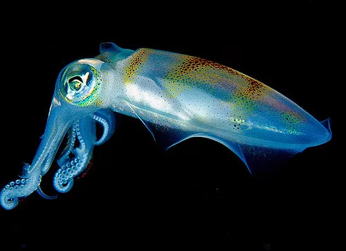 Image: Maia Valenzuela, translucent squid, Flickr, Creative Commons Attribution 2.0 Generic
