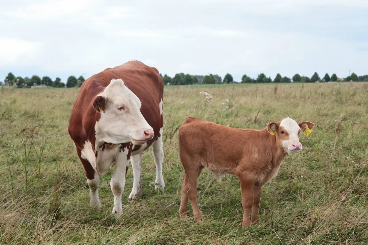 Image: Pxhere, Organic beef, CC0 Public Domain
