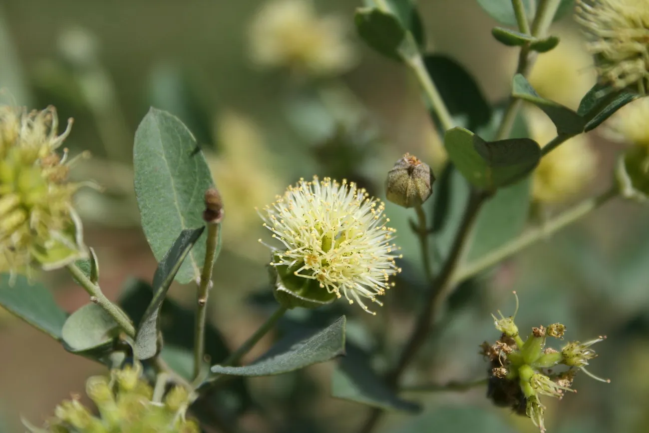 Image: Marco Schmidt, Guiera senegalensis, inflorescence and leaves, SW Burkina Faso, Wikimedia Commons, Creative Commons Attribution-Share Alike 3.0 Unported
