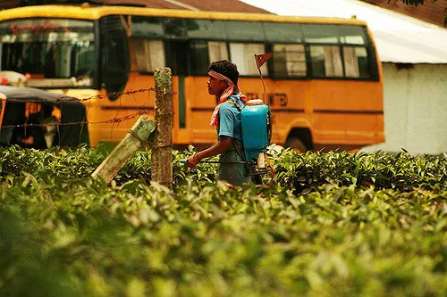 Image: Akarsh Simha, Spraying pesticide, Flickr, Creative Commons Attribution-ShareAlike 2.0 Generic 