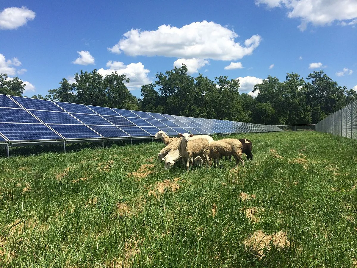 Image: Gabelglesia, Solar array in the Antioch College South Campus, near the farm. Sheep included, Wikimedia Commons, Creative Commons Attribution-Share Alike 4.0 International