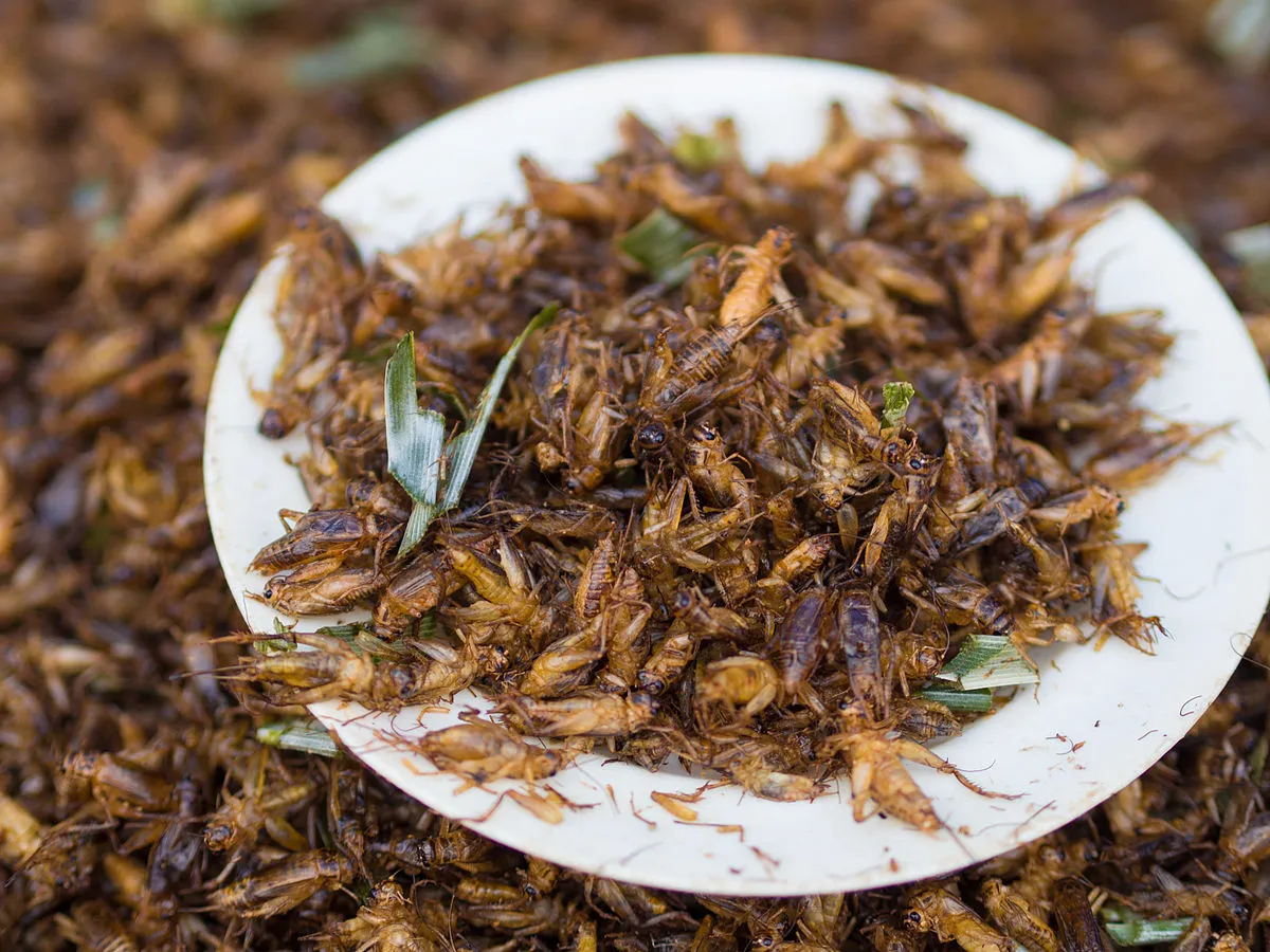 Image: Takeaway, Chingrit thot (Thai script: จิ้งหรีดทอด) are deep-fried crickets. The crickets used in Thailand can be either Gryllus bimaculatus or, as shown in the image, Acheta domesticus, Wikimedia Commons, Creative Commons Attribution-Share Alike 3.0 Unported