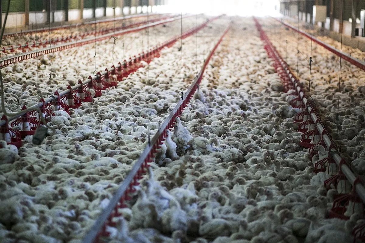 Image: Shpernik088, The chicken meat industry 14, Wikimedia Commons, Creative Commons Attribution-Share Alike 4.0 International