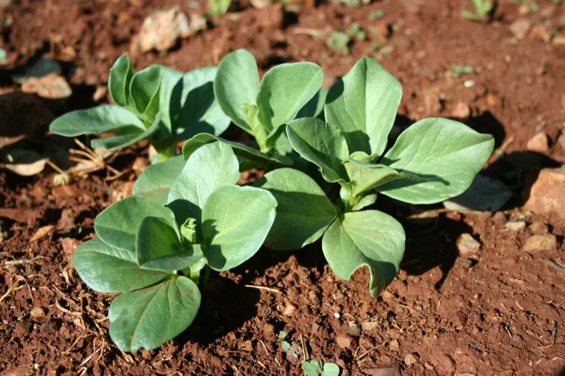 Image: Rebecca Kahn, Broad Bean Seedlings, Flickr, Creative Commons Attribution-ShareAlike 2.0 Generic